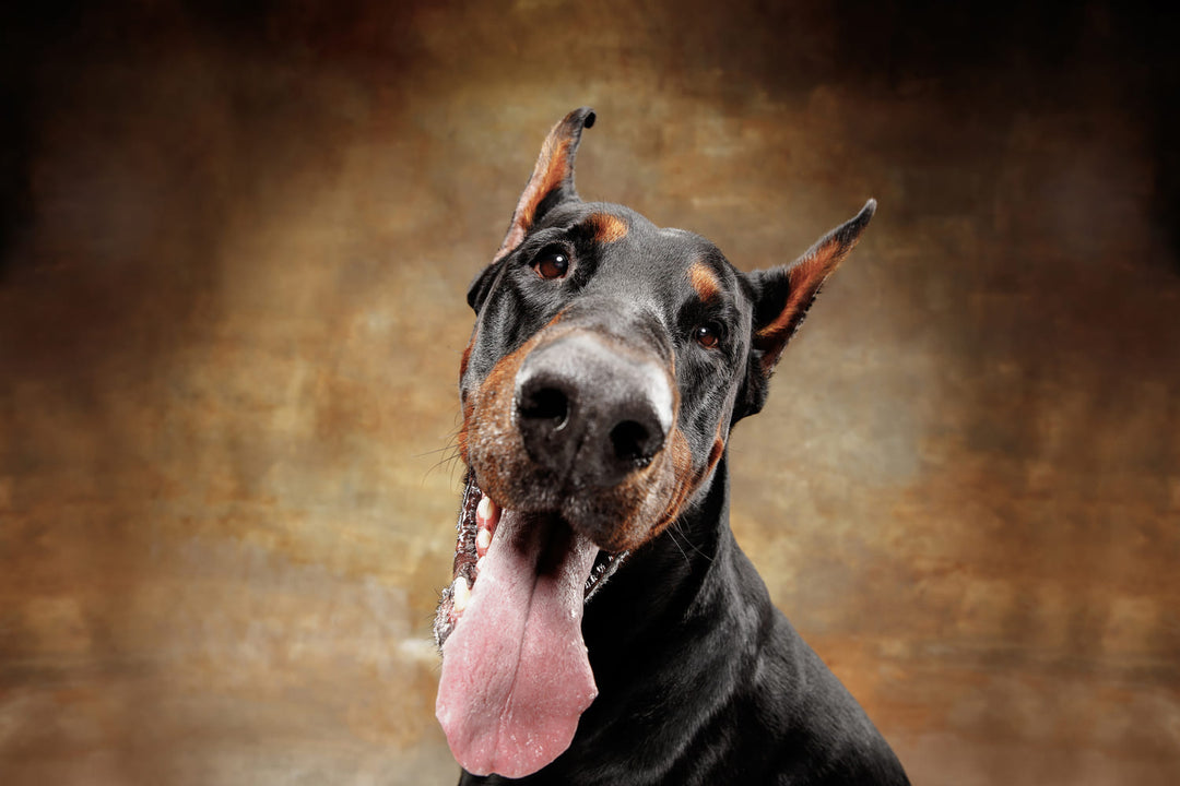 langage chien, doberman de face