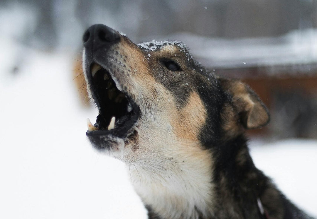 Anti-aboiement, chien qui jappe