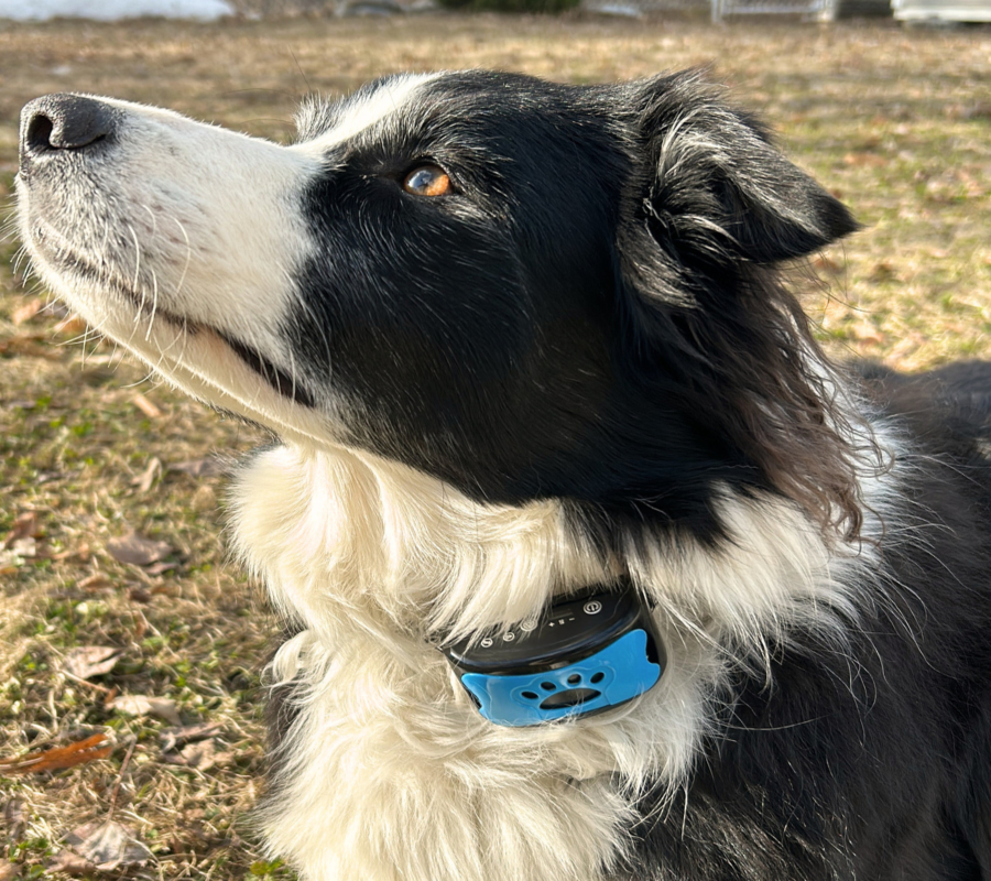 collier anti-aboiement, chien à l'extérieur