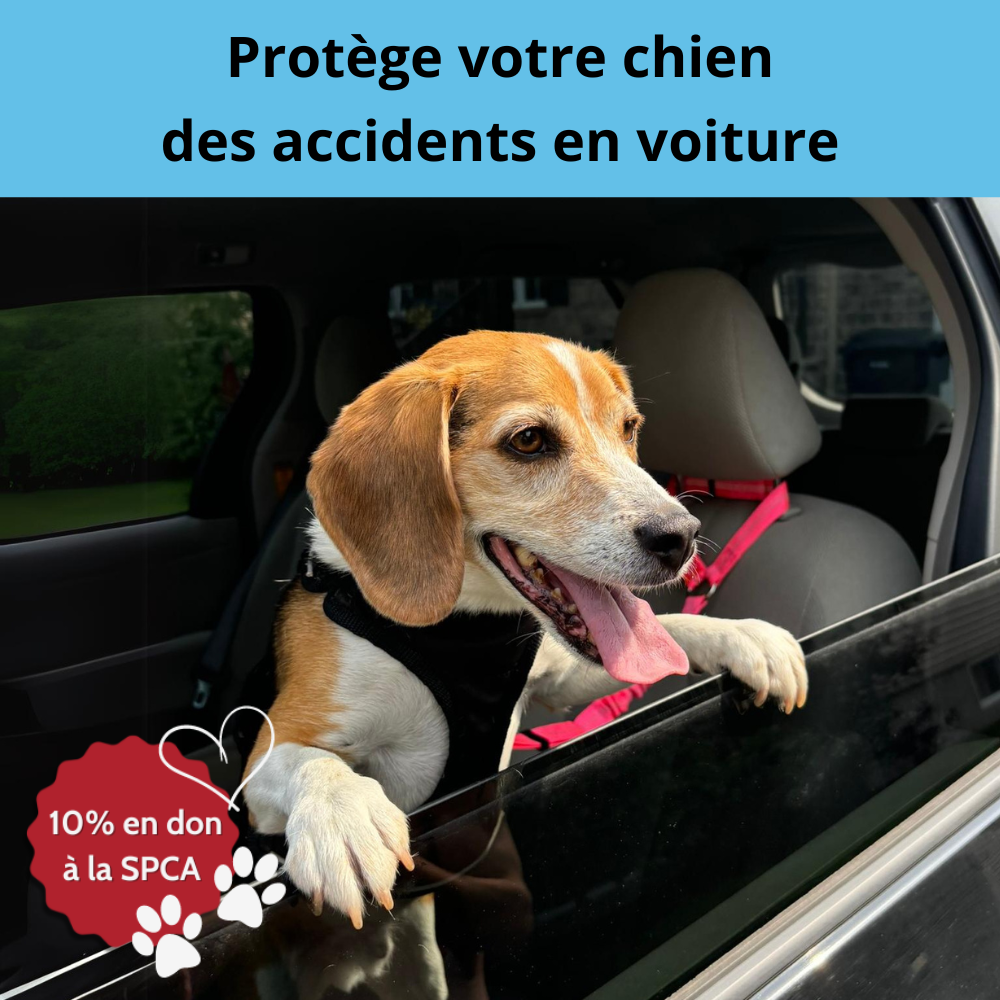 Ceinture de Sécurité Pour Chien