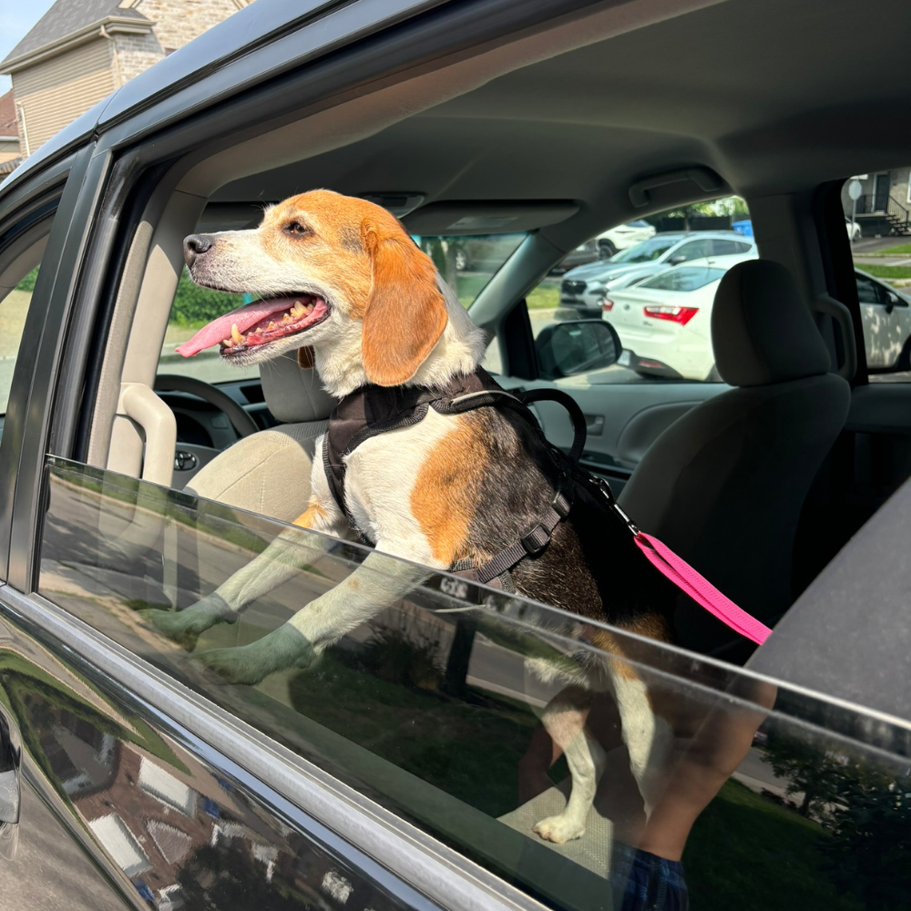 Ceinture de Sécurité Pour Chien