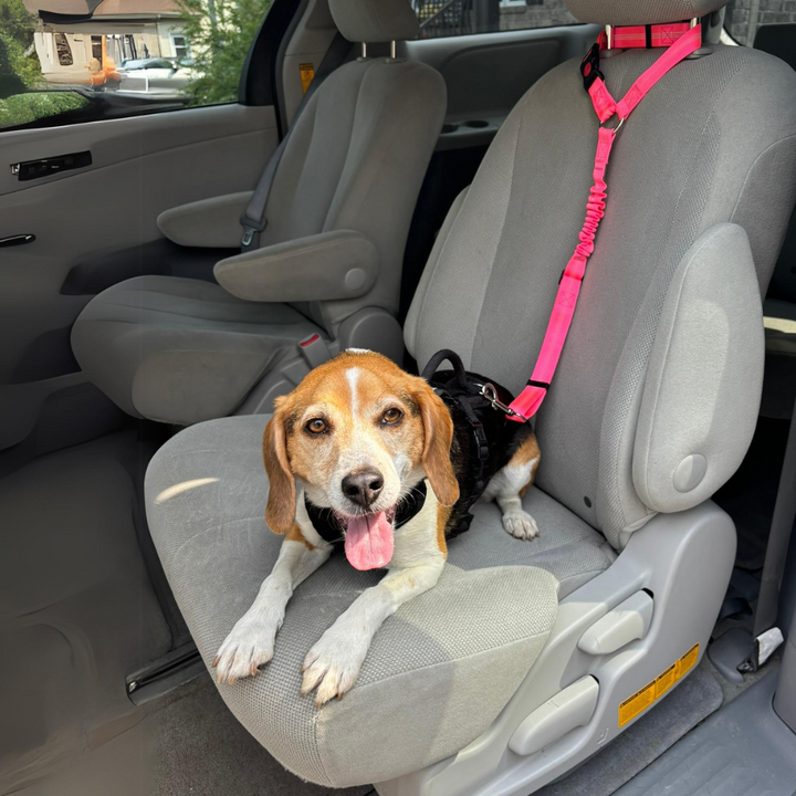 Ceinture de Sécurité Pour Chien