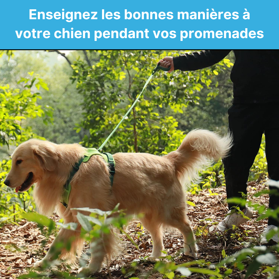 Harnais Anti Traction Pour Chien