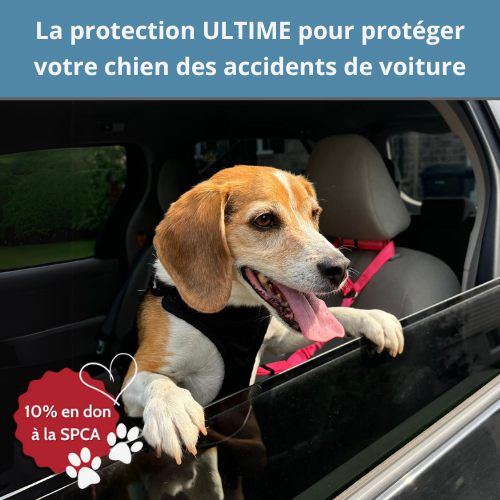 Ceinture de Sécurité Pour Chien