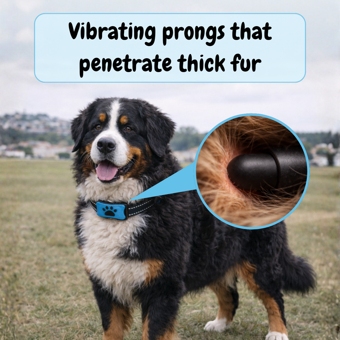 EduBark Anti-Bark Collar