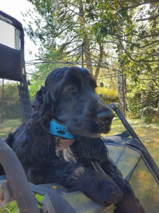 collier anti-aboiement, grand chien noir