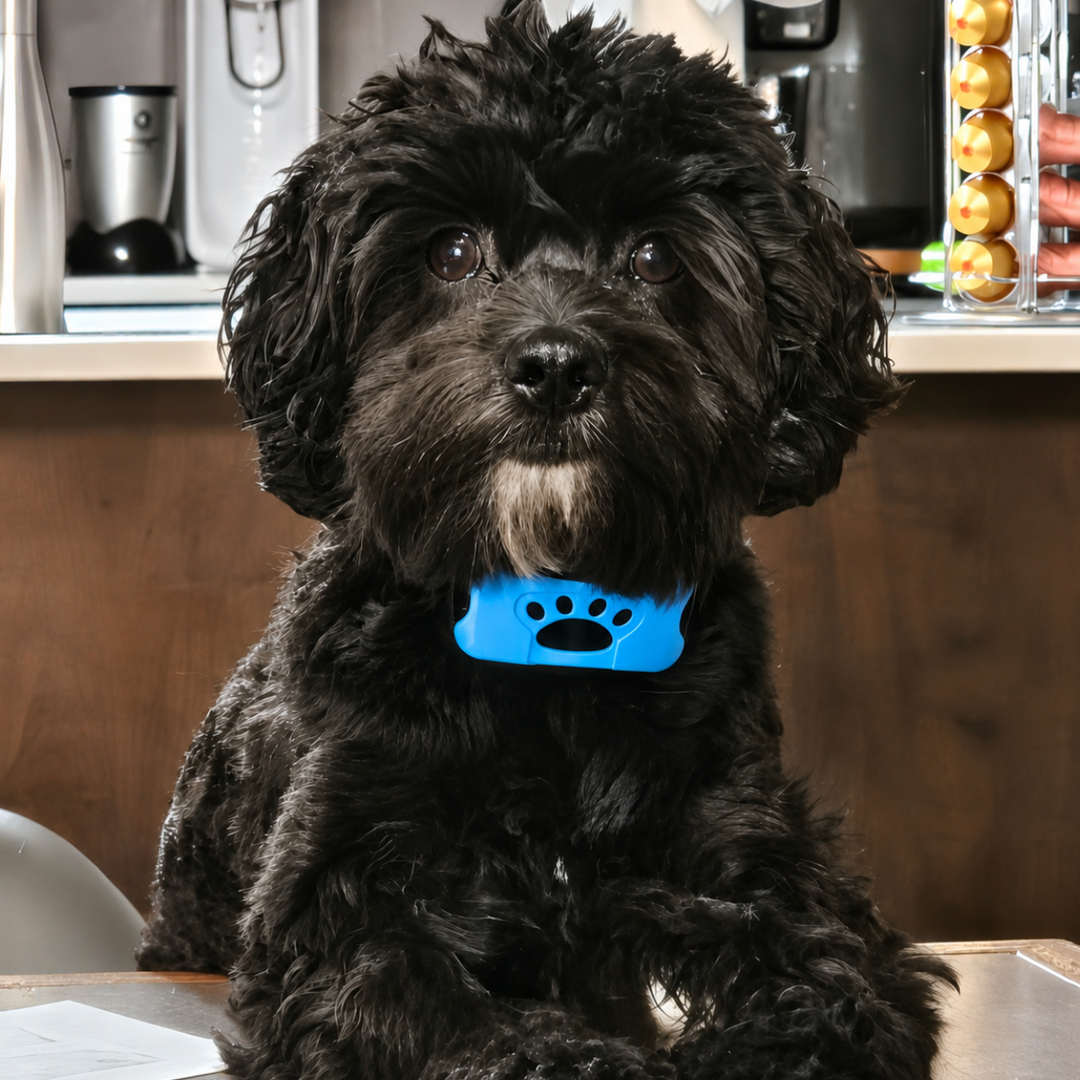 Collier Anti-aboiement EduBark™