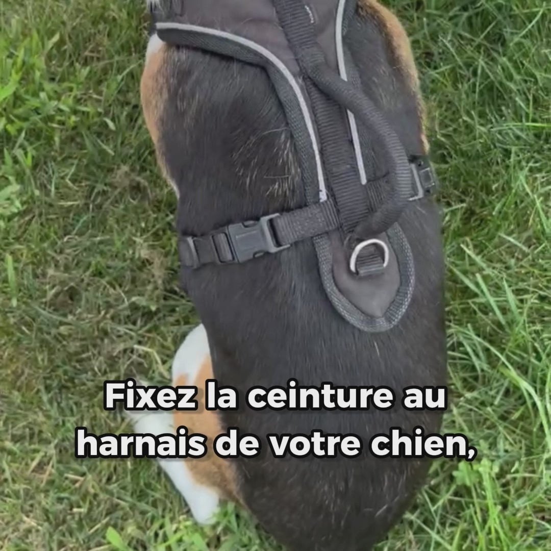 Ceinture de sécurité