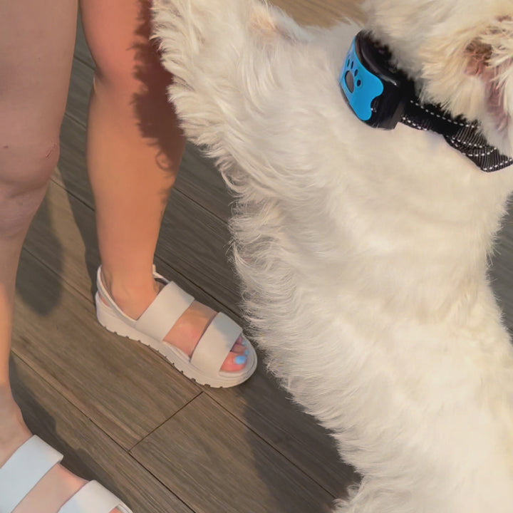 EduBark Anti-Bark Collar